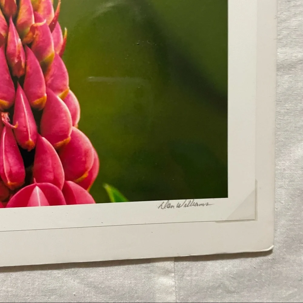 Painted Bunting/bird picture NEW - Picture 2 of 2